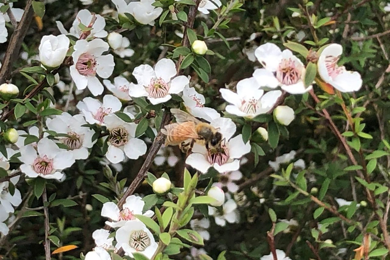 Manuka Flowers and Bee