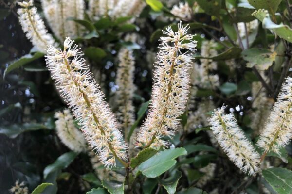 Kamahi Flower